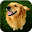 Golden Retriever Photos Collection Download on Windows