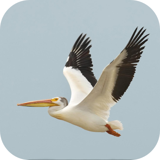 Pelican. Animals Wallpapers 1.0 Icon