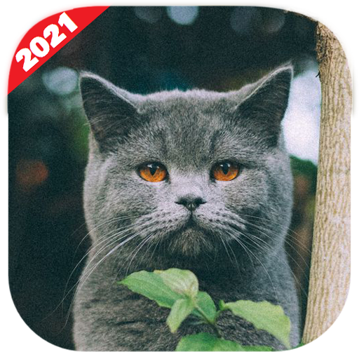 Cute Cats Wallpaper HD Laai af op Windows