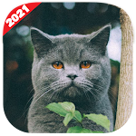 Cover Image of Download Cute Cats Wallpaper HD  APK