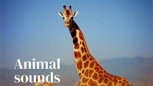 動物の音 鳴き声 animal sounds