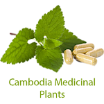 Cover Image of Download ANT Khmer Medicinal Plant 2016  APK