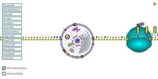 Download Animal Cell For High School Science Free For Android Animal Cell For High School Science Apk Download Steprimo Com