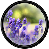 Lavender [HD] Wallpapers icon