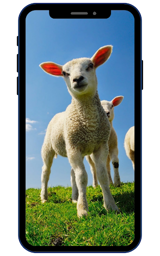 Sheep Wallpapers Screen 3