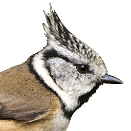 Imagen de ícono de Vögel in Österreich