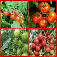 Успешное выращивание томата