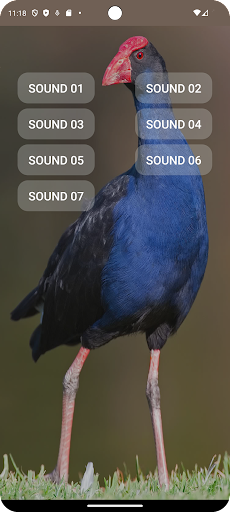 Android application Purple Swamphen Sounds screenshort