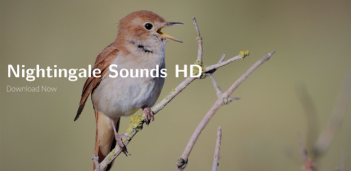 Android application Nightingale Call Sounds HD screenshort