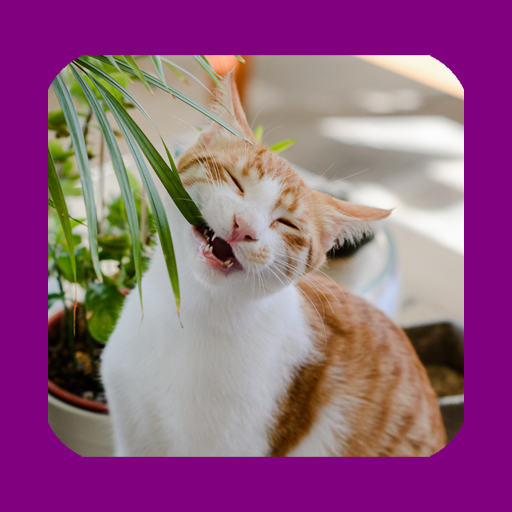 Cats & Plants Pet Security App logo