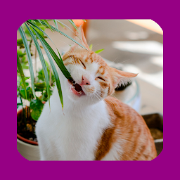 Cats & Plants Pet Security App: imaxe da icona