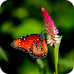 Cover Image of ダウンロード Butterfly HD Wallpaper  APK