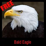 Bald Eagle icon