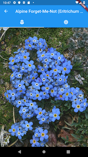 Colorado Wildflowers Guide Screen 2