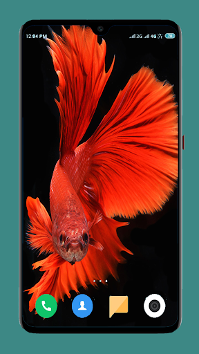 Betta Fish Wallpapers 4K