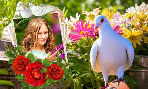 Pigeon Photo Frames Screen 2