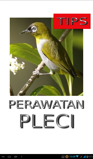 Android application Tips Perawatan Burung Pleci screenshort