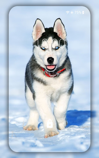 Husky wallpaper Screen 2
