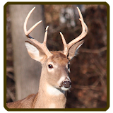 Whitetail deer calls sounds icon