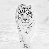 White Tiger Wallpaper Hd icon