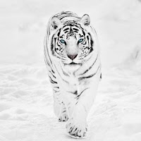 White Tiger Wallpaper Hd