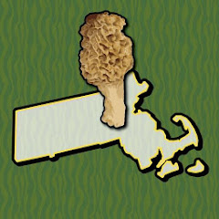 Massachusetts Mushroom Forager
