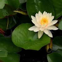 Water Lily Plant Care Guide