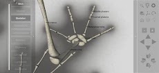 3D Frog Skeletonのおすすめ画像5