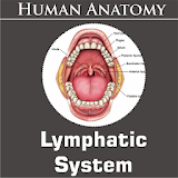 Lymphatic System icon