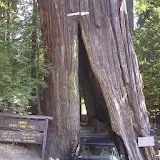 Sequoia Trees Wallpapers FREE icon