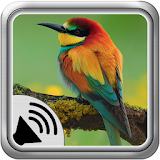 Bird Sounds Ringtones icon