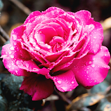Roses live wallpaper. Beautiful roses for girls icon