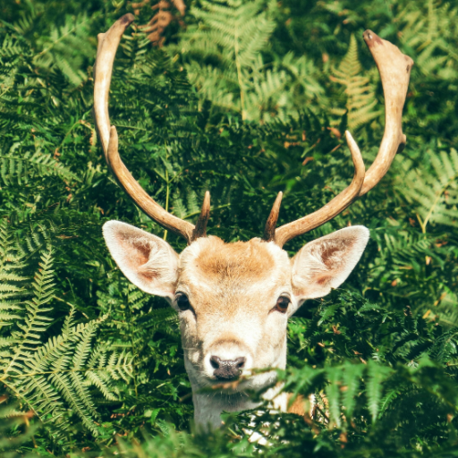 Deer Wallpaper Download on Windows