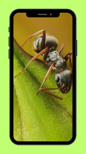 Wallpaper Forest Ants Screen 3