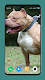 screenshot of Pitbull Dog Wallpaper 4K