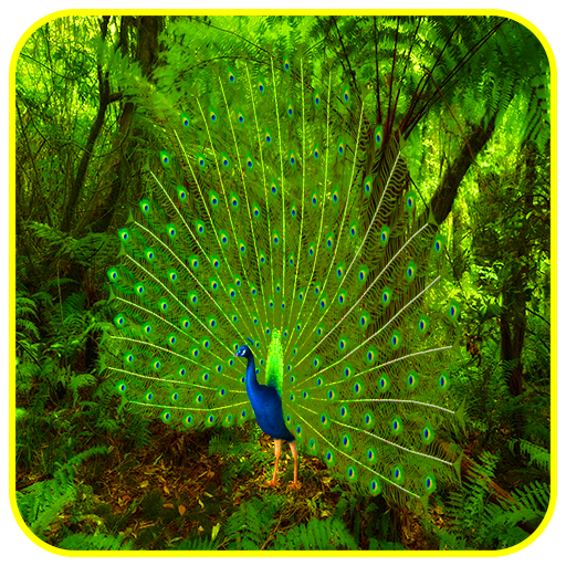 Peacock Live Wallpaper logo