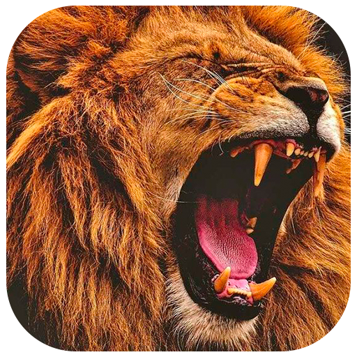 Lion Wallpapers Lion Backgrounds Apps Bei Google Play