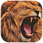 ? Lion Wallpapers ? - Lion Backgrounds Apk