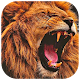 com.kingwallpaper.lionwallpaper Download on Windows