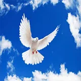 Dove or Pigeon Wallpapers icon