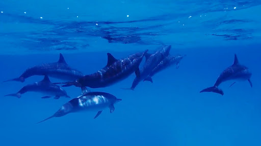 Screenshot of Aquariums TV