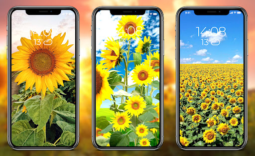 Sunflower Wallpapers Screen 2