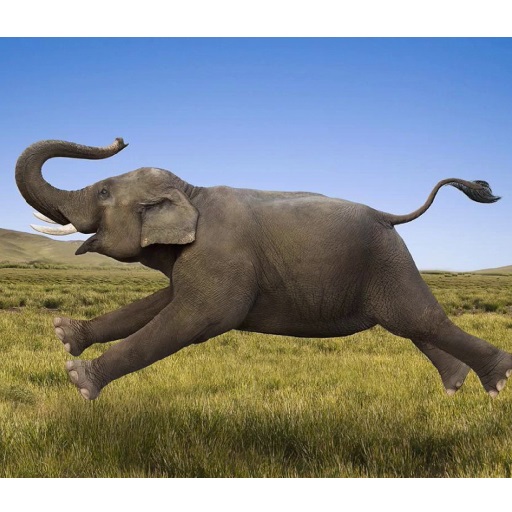 Hayvanlar ve Bitkiler