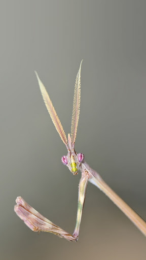 Praying Mantis Wallpaper Screen 2