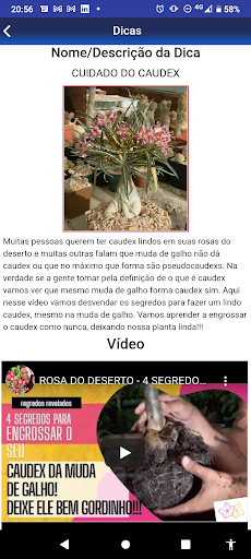 Rosas do Deserto BRASIL Screen 3
