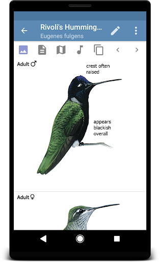 Sibley Guide to Hummingbirds Screen 3