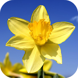 Gambar ikon Daffodils Video Live Wallpaper