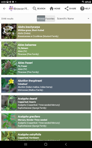 Screenshot of Flora of Virginia