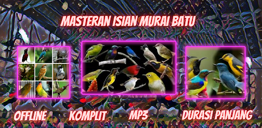 Masteran Isian Murai Batu