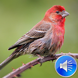 Finch Bird Sounds Ringtones icon